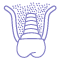 Maxillary Sinus Lift